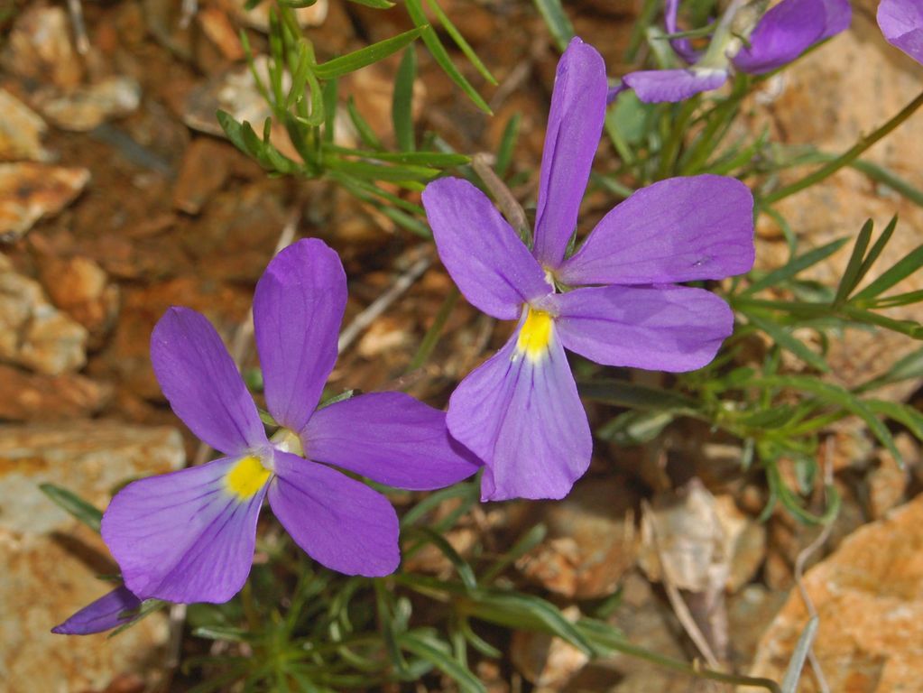 Viola bertolonii / Viola di Bertoloni